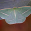 White lined emerald moth