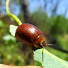Gum leaf beetle