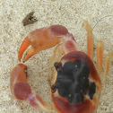 Cuban Red Crab
