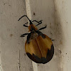 Flat Beetle