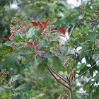 Wild Cashew Tree blooms