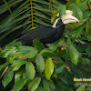 Black Hornbill