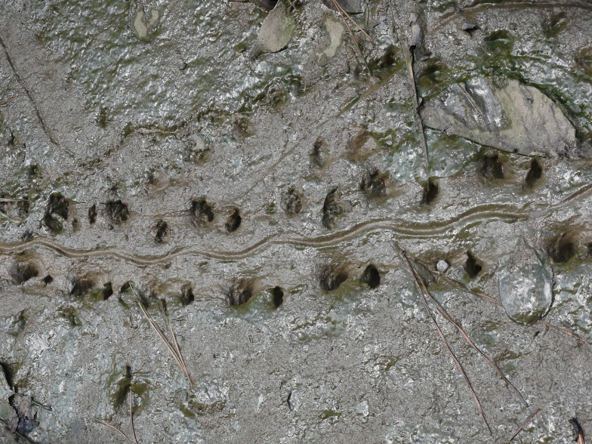 Turtle Tracks in Mud