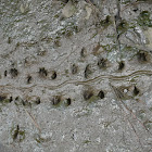 Turtle Tracks in Mud