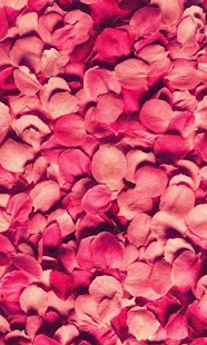 How to download Petals live wallpaper 1.2 apk for bluestacks