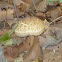 Unknown Mushroom