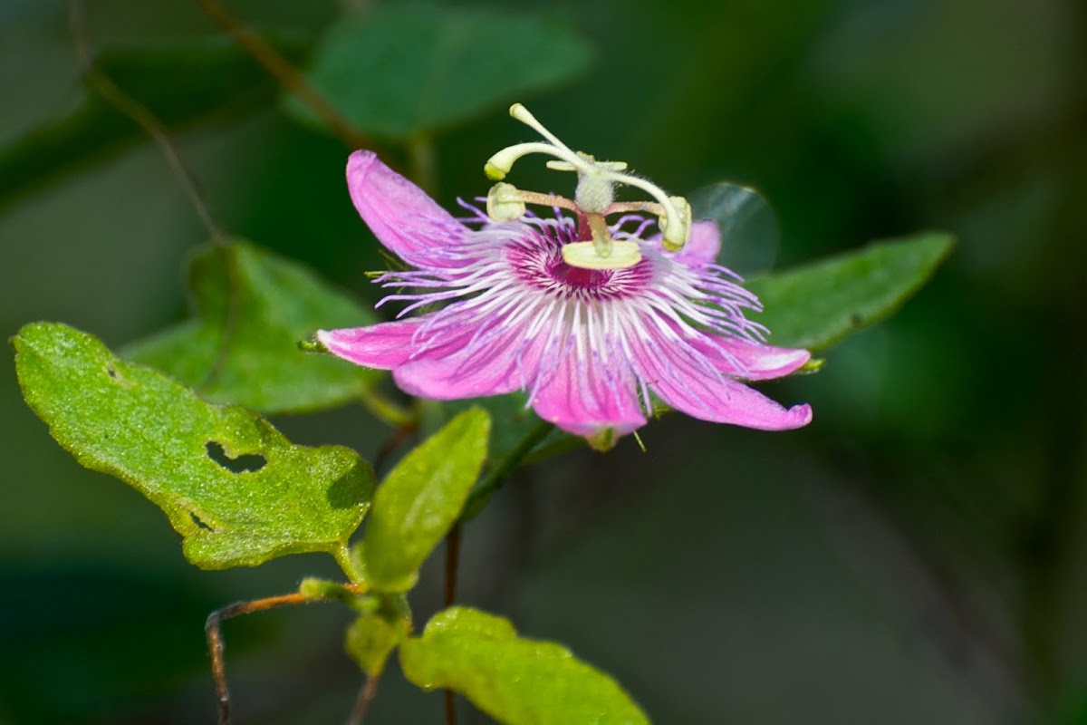 Pink Passion Flower