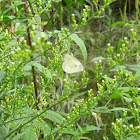Cabbage Moth