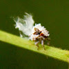 Acanaloniid planthopper nymph