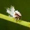 Acanaloniid planthopper nymph