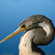 Anhinga