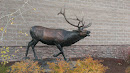 Steel Elk