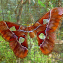 Rothschildia moth, silk moth