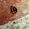 Pupa Of Convergent Lady Beetle