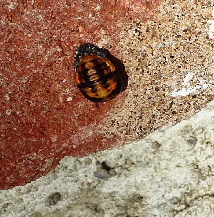 Pupa Of Convergent Lady Beetle