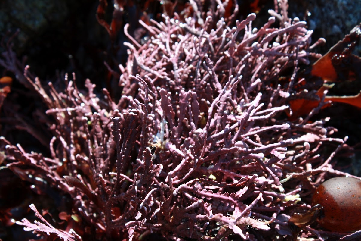 Coraline Algae