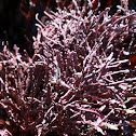 Coraline Algae