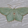 Angle-winged Emerald Moth
