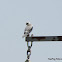 Black-winged kite