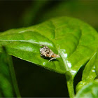 Small Thistle Moth