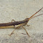 Slender Range Grasshopper