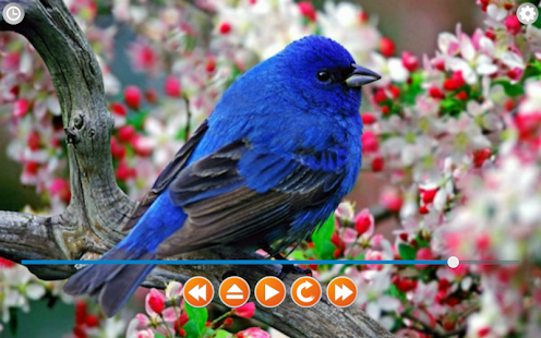 鳥呼叫的聲音(圖5)-速報App