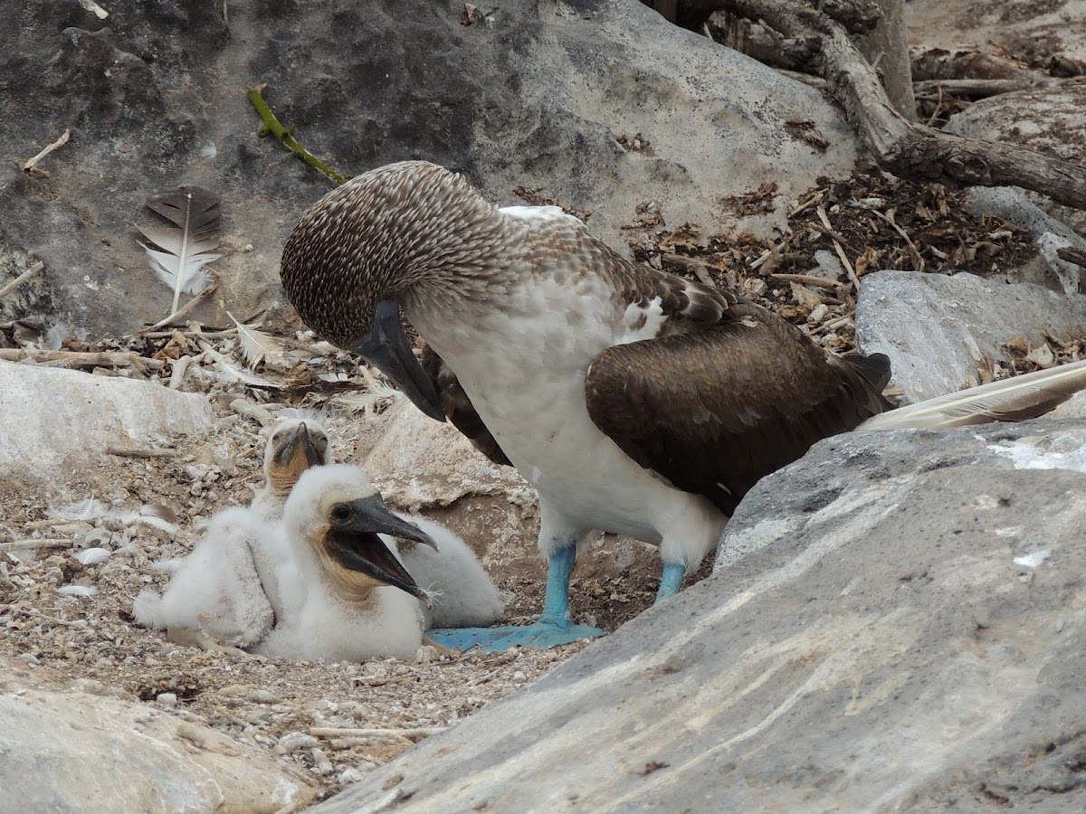 Blue-footed booby (adult & chicks)