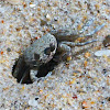 Atlantic Ghost Crab