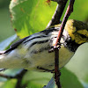 Black-throated green warbler