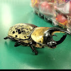 Eastern Hercules beetle (male)