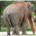 The Asian or Asiatic elephant
