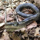 Gray rat snake