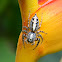 jumping spider