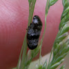 Dark Spittlebug