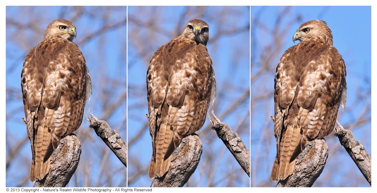 Juvenile Red-Tailed Hawk