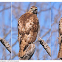 Juvenile Red-Tailed Hawk