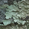 Rock Greenshield Lichen