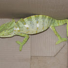 Indian Chameleon