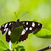 Southern White Admiral