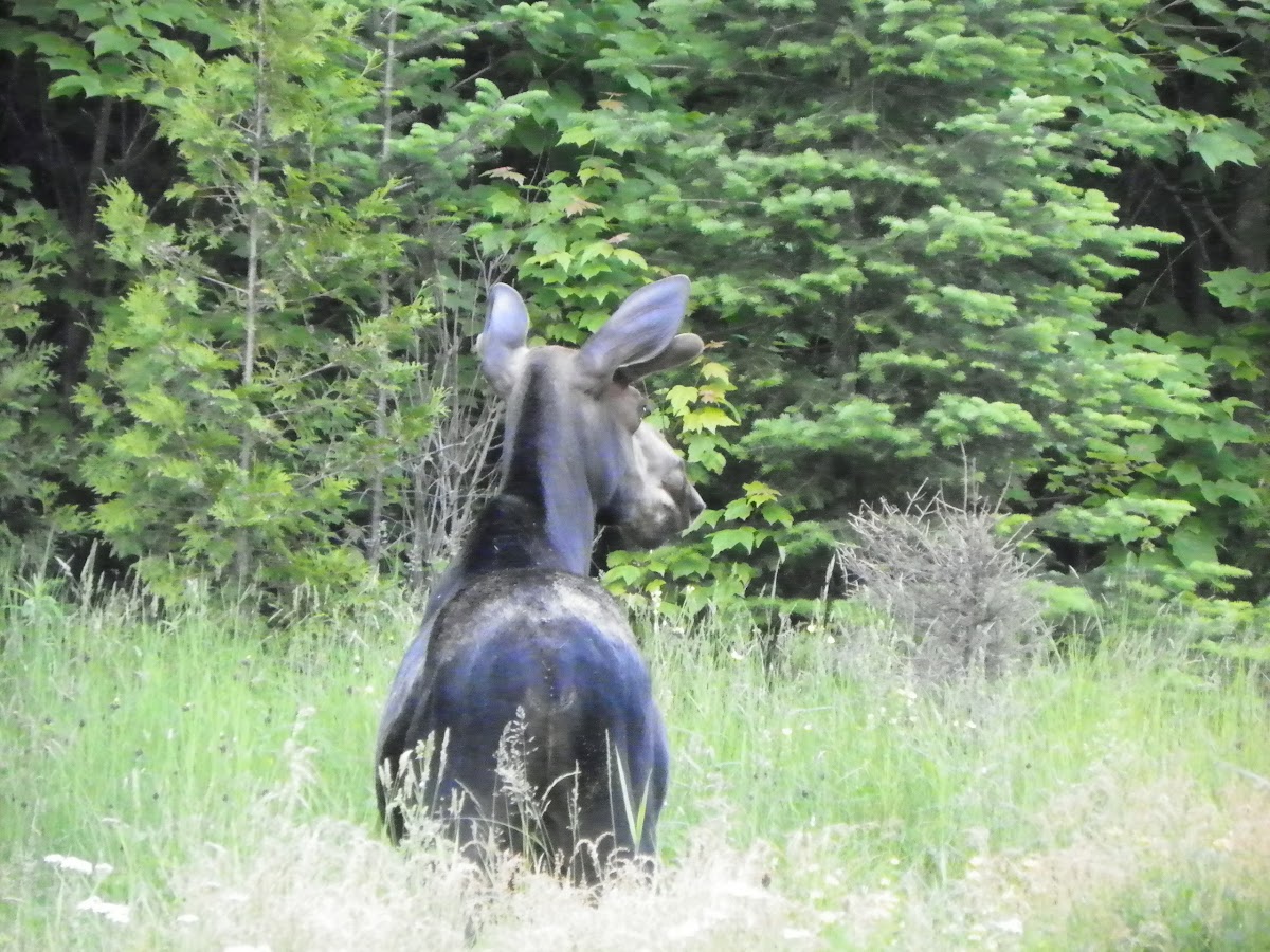 Eastern Moose (Male)