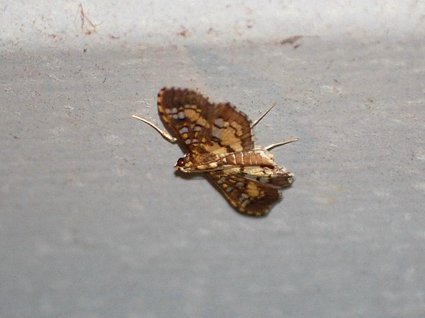 Assembly Moth