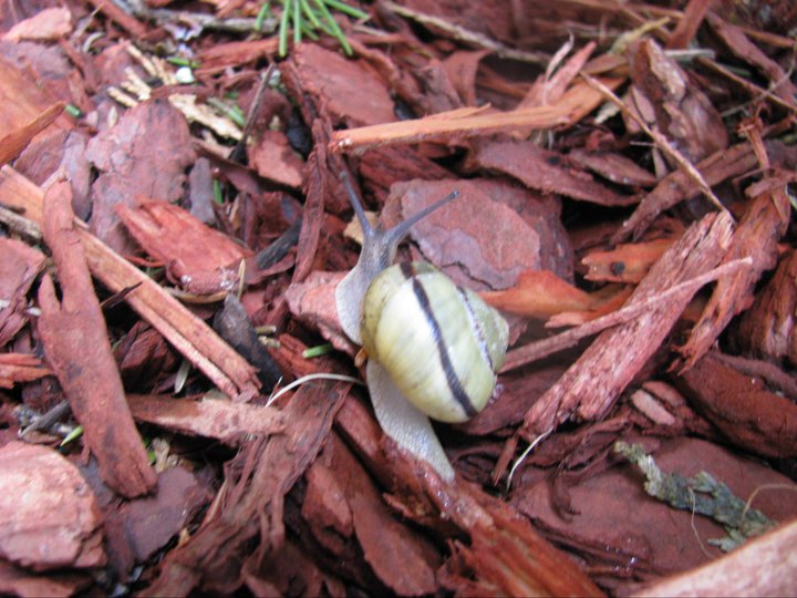 White-Lipped Snail