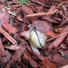 White-Lipped Snail
