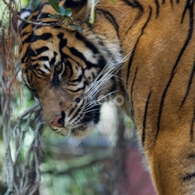 It so cool up here in the tree by Cheryl Waring - Animals Lions, Tigers & Big Cats