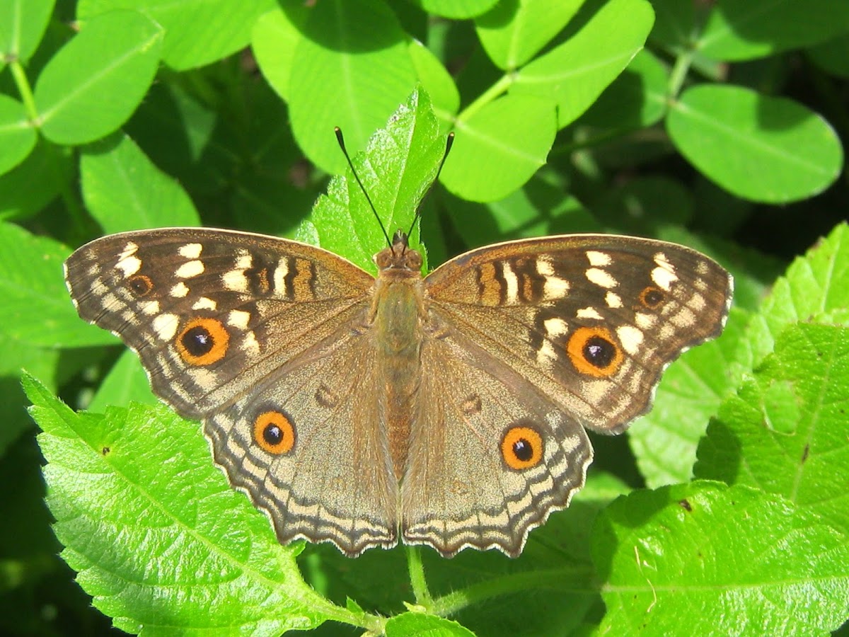 Lemmon Pansy