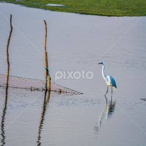by Sulakkhana Chamara - Animals Birds