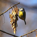 Blue Tit