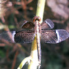 Pied paddy skimmer