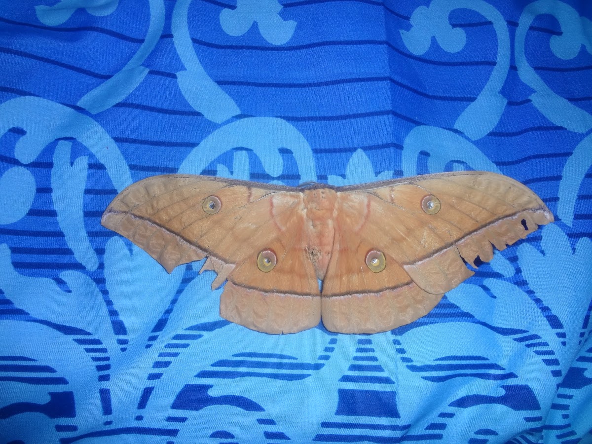 Tussar Silk Moth