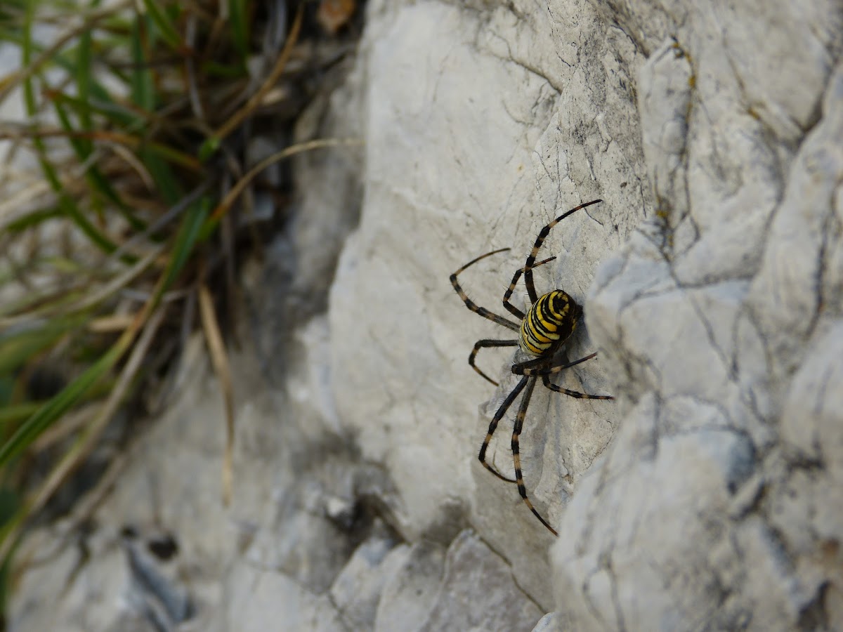 The wasp spider
